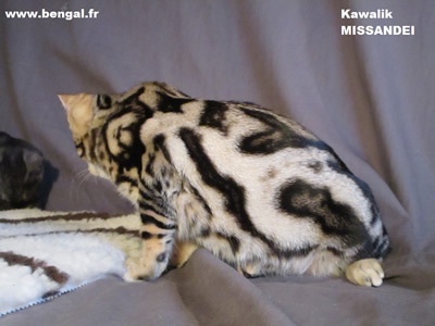 bengal marble